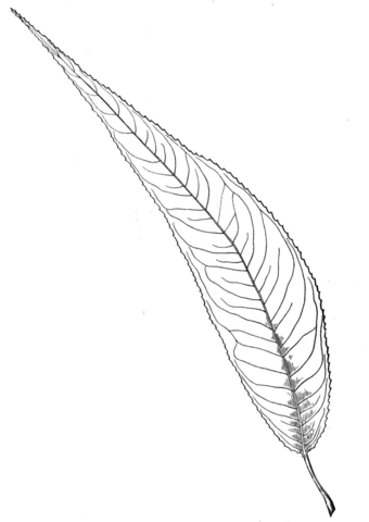 Almond Willow Leaf Coloring Page